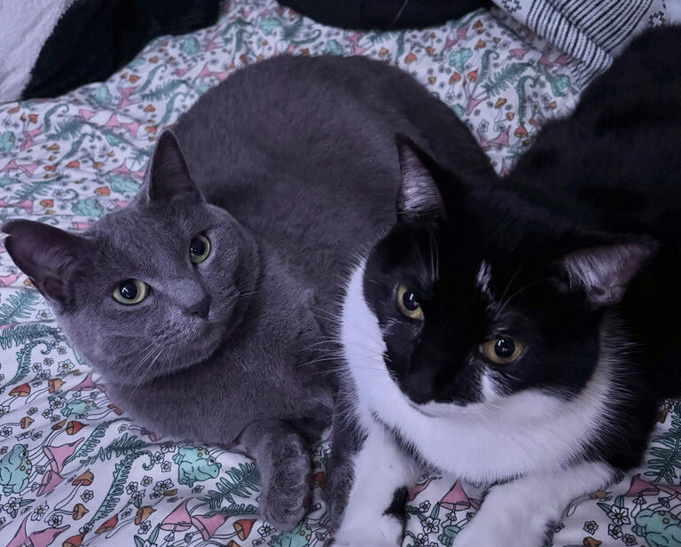 Saira and Felix (my cats!)